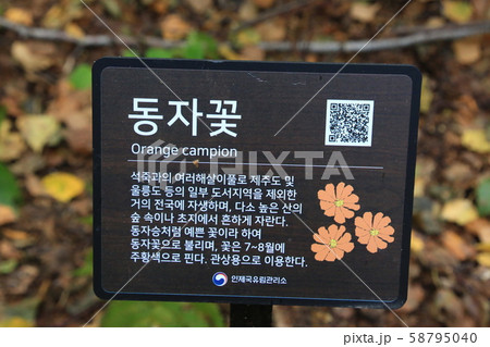 自作 白樺 森 58795040