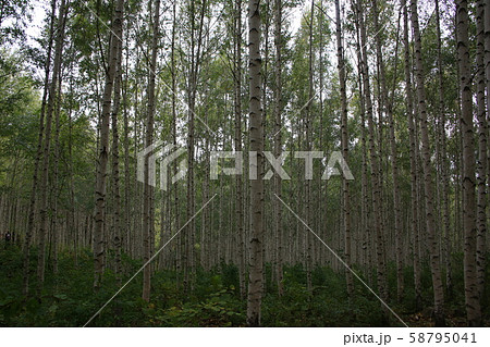 自作 白樺 森 58795041