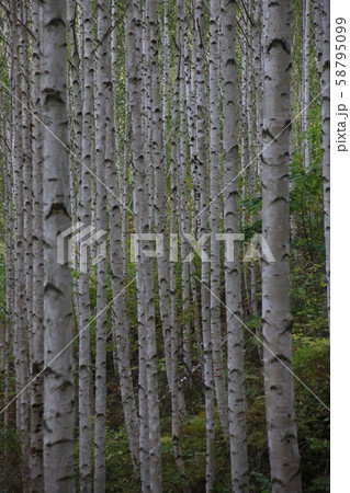 自作 白樺 森 58795099