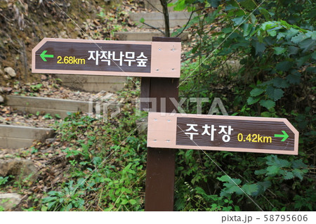 江原道 韓国 森 58795606