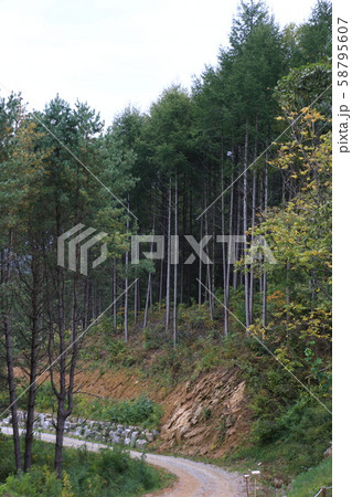 江原道 韓国 森 58795607