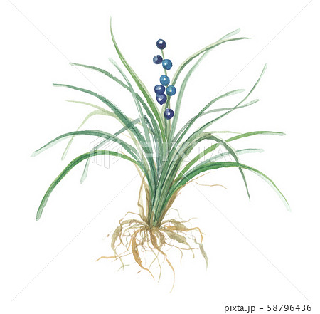 ジャノヒゲ 蛇の髭 ジャノヒゲ 蛇の髭 58796436