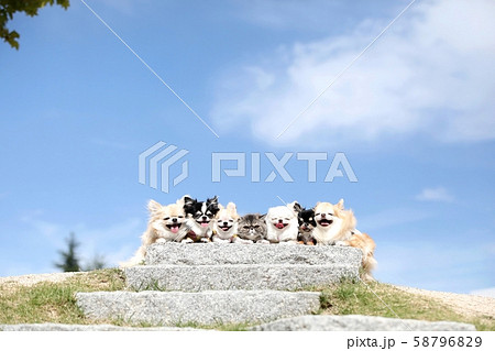 チワワとエキゾチックショートヘア 58796829