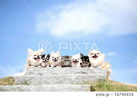 チワワとエキゾチックショートヘア 58796838