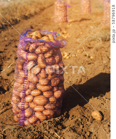 A bag of freshly picked potatoes in the field. A bag of freshly picked potatoes in the field. 58796918
