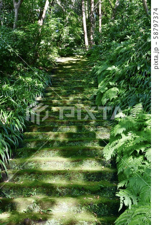 鎌倉 妙法寺の苔石段の写真素材