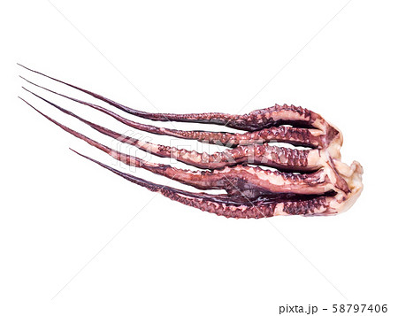 Jumbo flying squid or pota or Dosidicus gigas arms Jumbo flying squid or pota or Dosidicus gigas arms 58797406