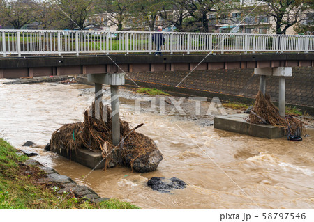 橋脚に絡まった木の根 58797546