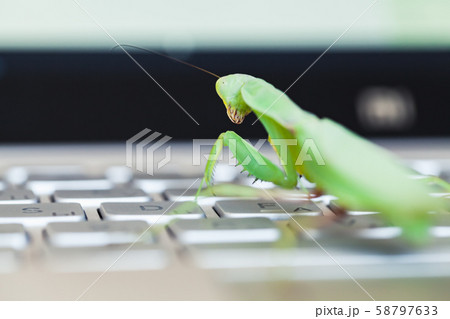Computer bug metaphor, mantis Computer bug metaphor, mantis 58797633