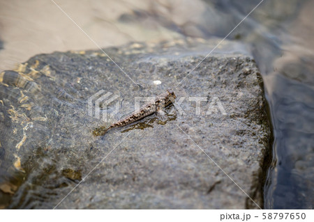 Barred mudskipper Barred mudskipper 58797650