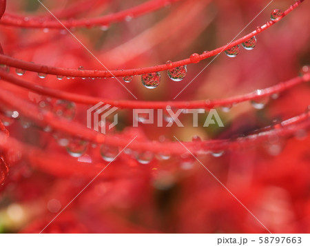 ヒガンバナ ヒガンバナ 58797663