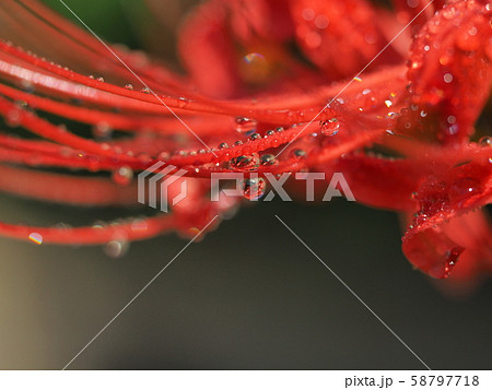 ヒガンバナ 58797718