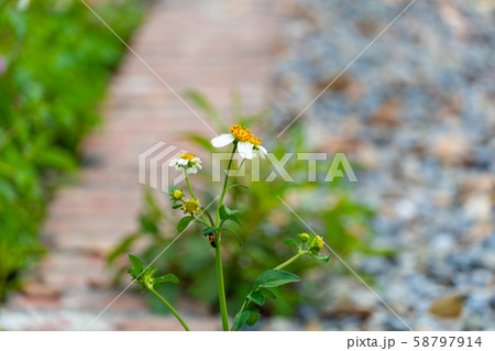 木の葉 葉 草の葉 58797914