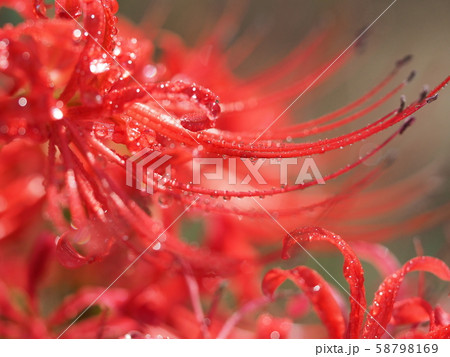 ヒガンバナ 58798169