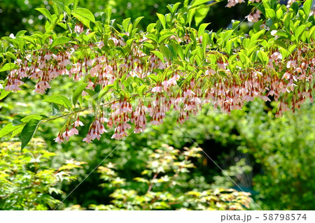 エゴノキの花 58798574