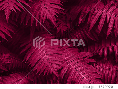 Perfect natural young fern leaves pattern background. Pink dark and moody backdrop for your design 58799201