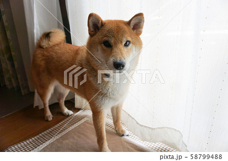 カメラを見つめる柴犬 58799488