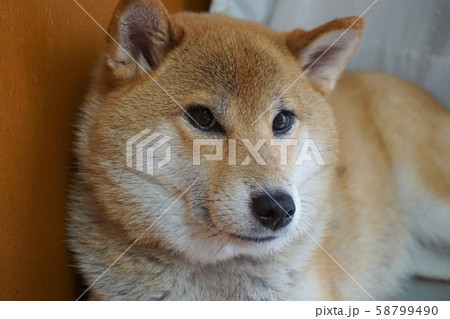 カメラを見つめる柴犬 58799490
