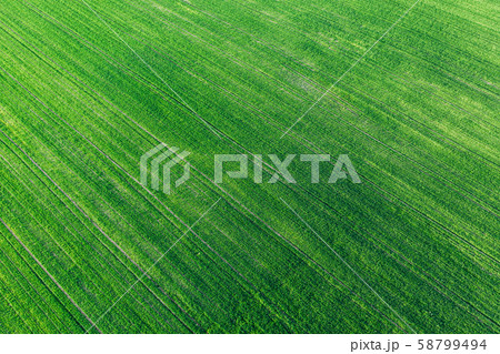 Aerial View Green Spring Field Landscape With Trails Lines. Flat View Of Natural Summer Green Meadow Aerial View Green Spring Field Landscape With Trails Lines. Flat View Of Natural Summer Green Meadow 58799494