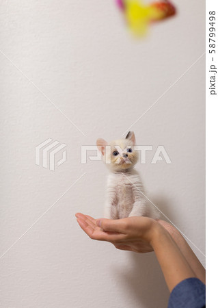 仔猫　生後4週間　保護猫　手乗り 58799498