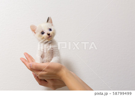 仔猫 生後4週間 保護猫 手乗り 仔猫 生後4週間 保護猫 手乗り 58799499