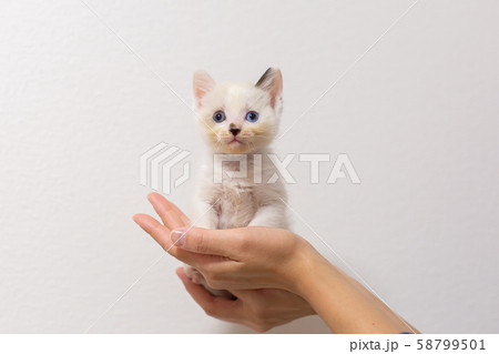 仔猫 生後4週間 保護猫 手乗り 仔猫 生後4週間 保護猫 手乗り 58799501