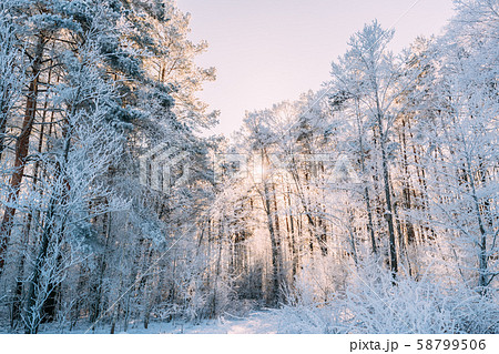 Sunset Sunrise Sun Sunshine In Sunny Winter Snowy Coniferous Forest. Sunlight Through Woods In 58799506