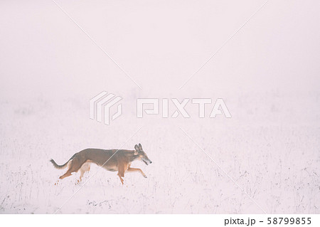 Hunting Sighthound Hortaya Borzaya Dog During Hare-hunting At Winter Day In Snowy Field 58799855