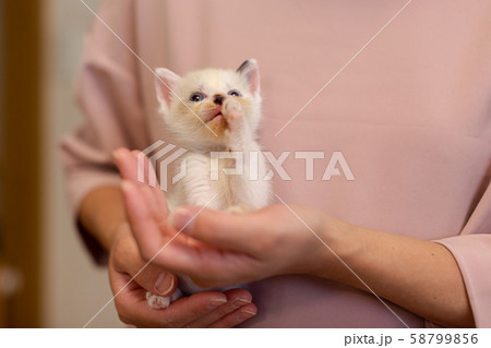 仔猫　生後4週間　保護猫　手乗り 58799856