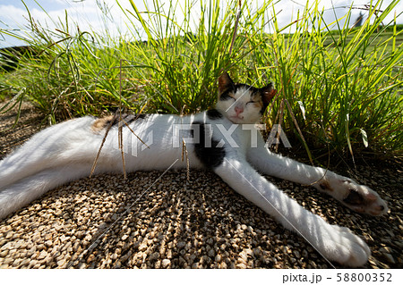 沖縄　残波岬の猫 58800352