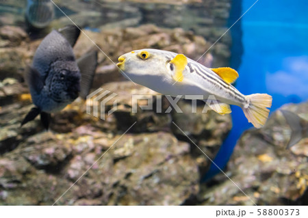 水族館のシマフグ 58800373