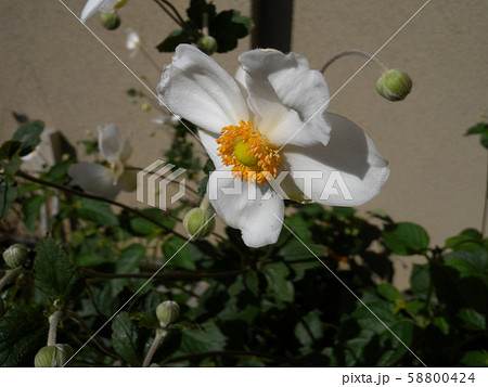 シュウメイギク シュウメイギク 58800424