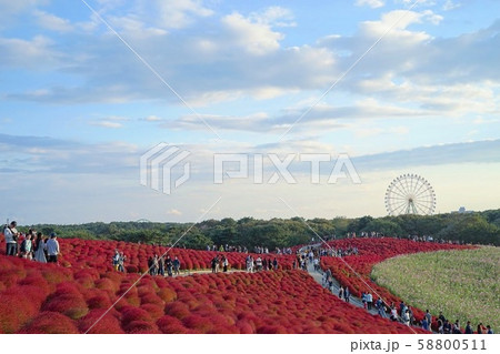 ひたち海浜公園のコキア 58800511