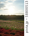 コキアと夕暮れ 58800513