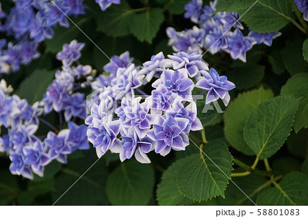 萼紫陽花 こんぺいとう 花言葉は ひたむきな愛 の写真素材 5010