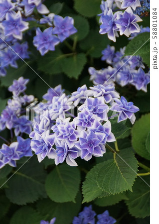 萼紫陽花 こんぺいとう 花言葉は ひたむきな愛 の写真素材