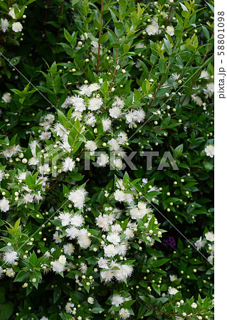 銀梅花 ギンバイカ 花言葉は 気品ある美しさ の写真素材