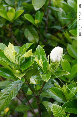 梔子　クチナシ　花言葉は「私は幸せ者」 58801106