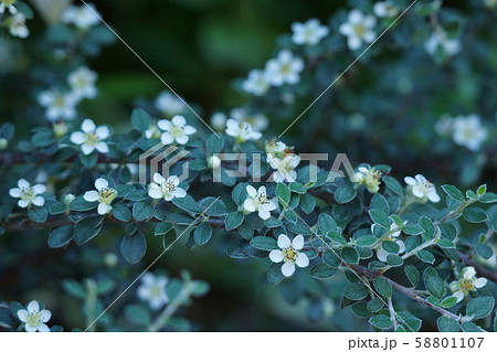 コトネアスター　花言葉は「変わらぬ愛情」 58801107