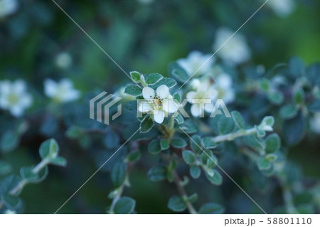 コトネアスター　花言葉は「変わらぬ愛情」 58801110