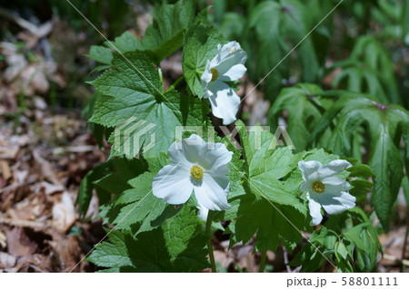 白花白根葵 シラネアオイ 花言葉は「完全な美」 白花白根葵 シラネアオイ 花言葉は「完全な美」 58801111