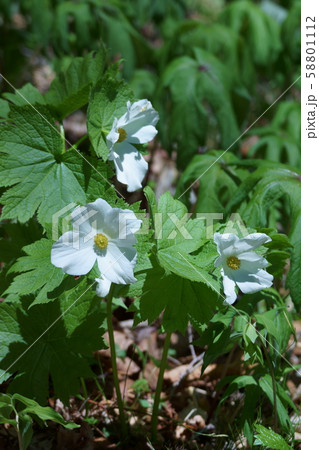 白花白根葵 シラネアオイ 花言葉は 完全な美 の写真素材