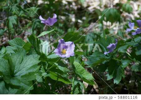 白根葵 シラネアオイ 花言葉は 優美 の写真素材 白根葵 シラネアオイ 花言葉は 優美 の写真素材