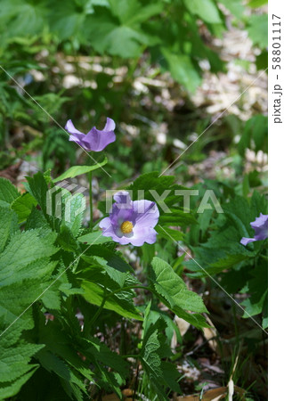 白根葵 シラネアオイ 花言葉は 優美 の写真素材