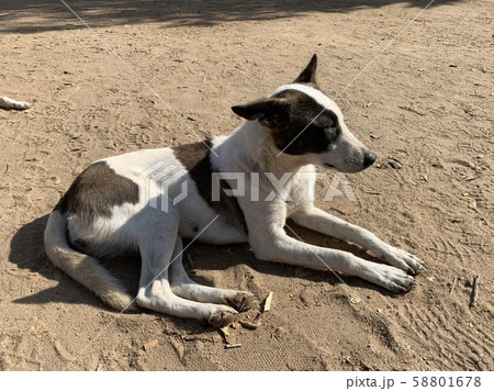 エジプトの犬1の写真素材