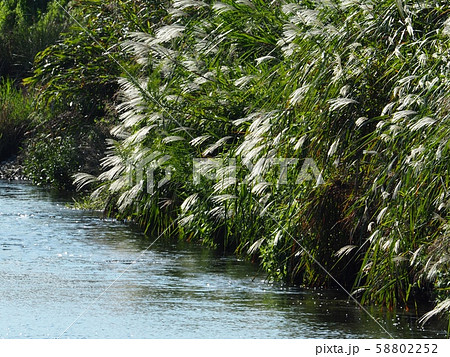 風になびくススキの穂 ススキ 秋の七草 風になびくススキの穂 ススキ 秋の七草 58802252