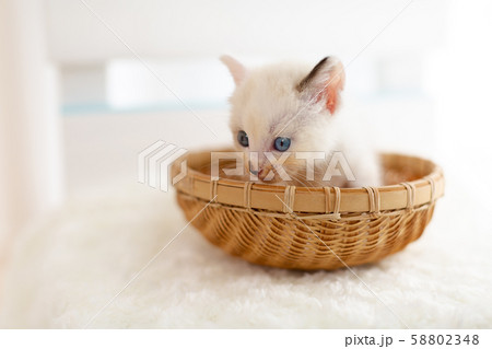 仔猫 生後4週間 保護猫 仔猫 生後4週間 保護猫 58802348