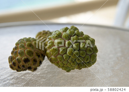 収穫した釈迦頭の実（シャカトウ） 58802424