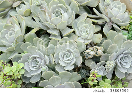 Cactus beautiful plant summer minimal style Cactus beautiful plant summer minimal style 58803596