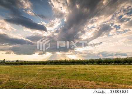 Garden with fruit trees and sunrise. 58803685